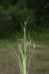 Arkansas sedge